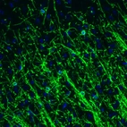 Immunofluorescence staining of mouse brain shows strong positivity in oligodendrocytes in the cerebral cortex.