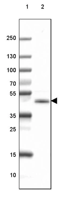 Lane 1: Marker [kDa] 250, 130, 100, 70, 55, 35, 25, 15, 10_br/_Lane 2: Mouse Cerebral Cortex tissue