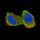 Immunofluorescence staining of RH-30 cells using the Anti-CNP monoclonal antibody, showing specific staining in the cytosol in green. Microtubule- and nuclear probes are visualized in red and blue, respectively (where available).