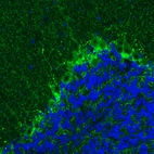 Immunohistochemical staining of mouse cerebellum shows positivity in GABAergic neural fibers.