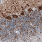 Immunohistochemical staining of human cerebellum shows strong immunoreactivity in Purkinje cells, as well as in fibres in granular and molecular layers.