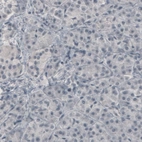 Immunohistochemical staining of human pancreas shows absence of immunoreactivity (negative control).