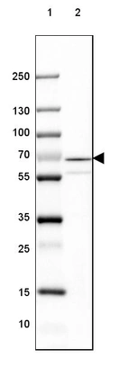 Lane 1: Marker [kDa] 250, 130, 100, 70, 55, 35, 25, 15, 10_br/_Lane 2: Human Cerebral Cortex tissue