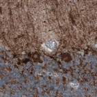 Immunohistochemical staining of human cerebellum shows strong immunoreactivity in Purkinje cells, as well as in fibres in granular and molecular layers.