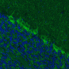 Immunohistochemical staining of mouse cerebellum shows moderate immunoreactivity in Purkinje cells, as well as in fibers in granular and molecular layers.