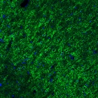 Immunofluorescence staining of rat brain shows strong positivity in the GABAergic neural fibers in cerebral cortex.