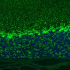 Immunofluorescence staining of mouse cerebellum shows strong positivity in Purkinje cells.