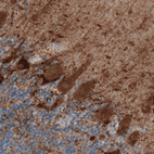 Immunohistochemical staining of human cerebellum shows strong immunoreactivity in Purkinje cells, as well as in fibers in granular and molecular layers.