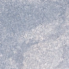 Immunohistochemical staining of human tonsil shows no positivity in non-germinal center cells as expected.