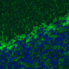 Immunohistochemical staining of mouse cerebellum shows moderate immunoreactivity in Purkinje cells, as well as in fibres in granular and molecular layers.