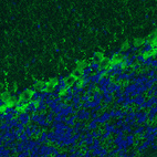 Anti-GAD1 Antibody