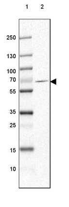 Lane 1: Marker [kDa] 250, 130, 100, 70, 55, 35, 25, 15, 10_br/_Lane 2: Human Cerebral Cortex tissue