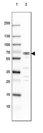 Lane 1: Marker [kDa] 250, 130, 100, 70, 55, 35, 25, 15, 10_br/_Lane 2: Mouse Cerebral Cortex tissue