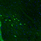 Immunofluorescence staining of mouse substantia nigra shows strong positivity in dopamine neurons in pars compacta.