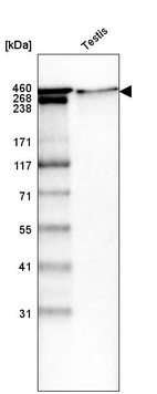Western blot analysis in human testis tissue.