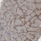 Immunohistochemical staining of human pancreas shows moderate positivity in basement membrane of exocrine glands.