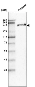 Western blot analysis in human placenta tissue.