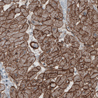 Anti-LAMB2 Antibody