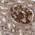 Immunohistochemical staining of human kidney shows strong positivity in renal glomeruli.