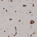 Immunohistochemical staining of human cortex shows strong immunoreactivity in endothelial cells.