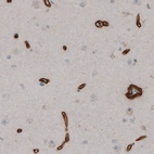 Immunohistochemical staining of human cortex shows strong immunoreactivity in endothelial cells.