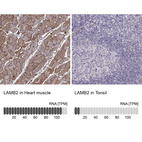 Anti-LAMB2 Antibody