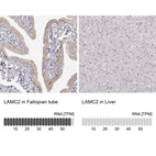 Anti-LAMC2 Antibody
