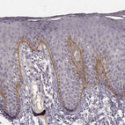 Anti-LAMC2 Antibody