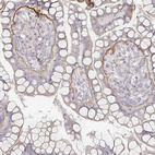 Immunohistochemical staining of human small intestine shows moderate positivity in basement membrane of glandular cells.