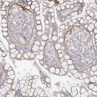 Immunohistochemical staining of human small intestine shows moderate positivity in basement membrane of glandular cells.