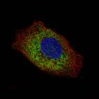 Immunofluorescence staining of A-431 cells using the Anti-LAMC2 monoclonal antibody, showing specific staining in the cytosol in green. Microtubule- and nuclear probes are visualized in red and blue, respectively (where available).