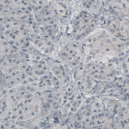 Immunohistochemical staining of human pancreas shows absence of immunoreactivity (negative control).