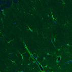 Immunohistochemical staining of mouse hippocampal formation shows positivity in a subset of astrocytes.