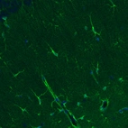 Immunohistochemical staining of mouse hippocampal formation shows positivity in a subset of astrocytes.