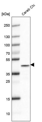 Western blot analysis in mouse cerebral cortex tissue.