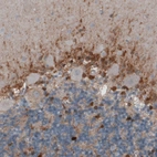 Immunohistochemical staining of human cerebellum shows positivity in glial cells.