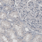 Immunohistochemical staining of human kidney shows absence of immunoreactivity (negative control).