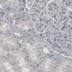 Immunohistochemical staining of human kidney shows absence of immunoreactivity (negative control).
