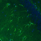 Immunohistochemical staining of rat hippocampal formation shows positivity in a subset of astrocytes.
