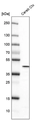 Western blot analysis in mouse cerebral cortex tissue.