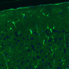 Immunohistochemical staining of rat cerebral cortex shows positivity in a subset of astrocytes.