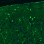 Immunohistochemical staining of rat cerebral cortex shows positivity in a subset of astrocytes.