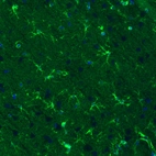 Immunohistochemical staining of rat cerebral cortex shows positivity in a subset of astrocytes.