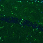 Immunohistochemical staining of mouse hippocampal formation shows positivity in a subset of astrocytes.