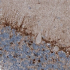 Immunohistochemical staining of human cerebellum shows positivity in glial cells.