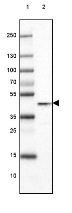 Lane 1: Marker [kDa] 250, 130, 100, 70, 55, 35, 25, 15, 10_br/_Lane 2: Human Cerebral Cortex tissue