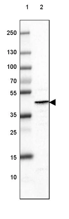 Lane 1: Marker [kDa] 250, 130, 100, 70, 55, 35, 25, 15, 10_br/_Lane 2: Mouse Cerebral Cortex tissue