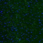 Immunofluorescence staining of mouse brain shows moderate positivity in serotonergic fibers in the cerebral cortex.