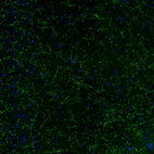 Immunofluorescence staining of mouse brain shows strong positivity in noradrenergic fibers in the cerebral cortex.