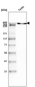 Western blot analysis in human testis tissue.